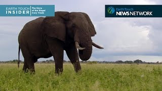 A brief history of the ivory trade [upl. by Hoover689]