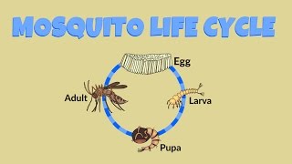 Mosquito Life Cycle  Life Cycle of a Mosquito [upl. by Gearard]