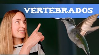 Animales VERTEBRADOS para NIÑOS Clasificación y EJEMPLOS [upl. by Ennovihc]