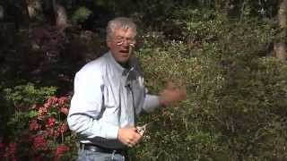 Walter Reeves  When And How To Prune Azaleas [upl. by Neras]