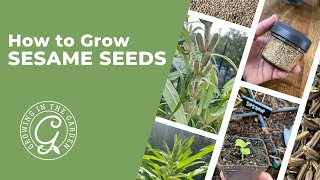 How to Grow Sesame Seeds [upl. by Marcoux]