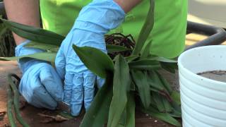 How to repot an orchid Paphiopedilum [upl. by Tiphanie]