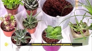 Comment entretenir ses plantes grasses [upl. by Zacek]