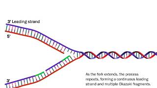 DNA Replication The Process Simplified [upl. by Janaye]