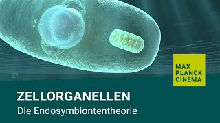 Zellorganellen  Die Endosymbiontentheorie [upl. by Kerry]