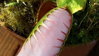 Venus Flytrap grabs pinkie finger [upl. by Nos]