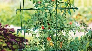 How to Support Tomatoes with Stakes amp Cages [upl. by Emia]