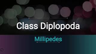 Class diplopoda  millipedes [upl. by Eitsyrhc]