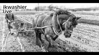 Belgische Trekpaarden ploegen  Trait Belge  Belgian Draft Horse plowing  ikwashierlive Zeveneken [upl. by Hilten]