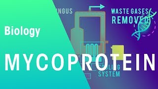 Mycoprotein  Microorganisms  Biology  FuseSchool [upl. by Carrissa]