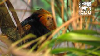 Golden Lion Headed Tamarins New Home  Cincinnati Zoo [upl. by Lleunamme108]