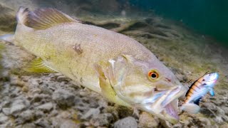 How Fish React To Different Lures Underwater Bite Footage [upl. by Asnerek]