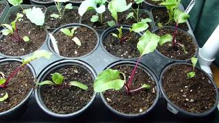 Seed Starting Tips  How To Transplant Your Beet Seedlings [upl. by Kerr]