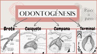 Odontogénesis paso a paso  Desarrollo del diente  OdontologiaconCri [upl. by Enitram]