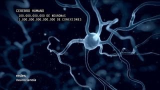 Redes 160 Cómo se conectan las neuronas  neurociencia [upl. by Buyers]