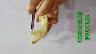 MANDIBLE PART1 BY DR MITESH DAVE [upl. by Hankins]