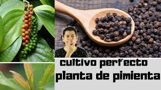 COMO CULTIVAR UNA PLANTA DE PIMIENTA NEGRA EN MACETA [upl. by Arte848]