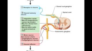 Chapter 145 Visceral Reflexes BIO201 [upl. by Mozes673]