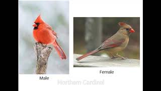 Northern Cardinal Song [upl. by Servetnick]