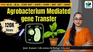 AGROBACTERIUM MEDIATED GENE TRANSFER  CSIR NET  GATE  MSc  BSc [upl. by Nwahshar]