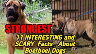 11 INTERESTING And SCARY Facts About BOERBOEL Dogs Super Strong amp Brave Dogs Named African Kingdom [upl. by Eenhpad]