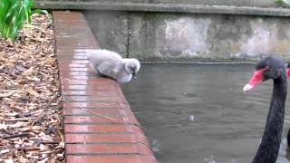 Black Swan Cygnets jump into the lake [upl. by Celestyna]