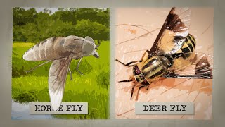 The Biting Truth about Horse Flies [upl. by Tahpos]