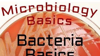 Bacteria Basics  Microbiology Lectures [upl. by Chick]