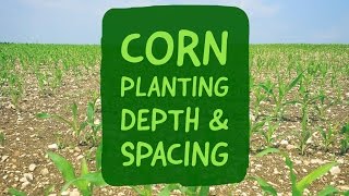 Corn Planting Depth and Spacing [upl. by Farrow]