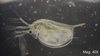 Daphnia magna under the Microscope [upl. by Blakelee775]