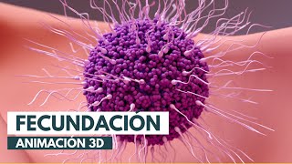 Cómo se produce la fecundación  Animación 3D [upl. by Atiker]