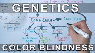 Genetics of Color Blindness [upl. by Cohbert194]