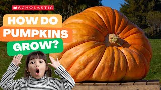 A Pumpkin 🎃 Grows  STEM for Kids [upl. by Ardnassak]