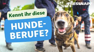 Quiz Erratet diese Hundeberufe [upl. by Wilonah]