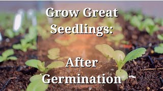 Grow Great Seedlings After Germination [upl. by Danby360]