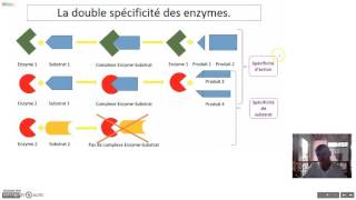 Les enzymes [upl. by Akimehs]