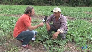 Produção de melancia no sul do Maranhão [upl. by Anear]