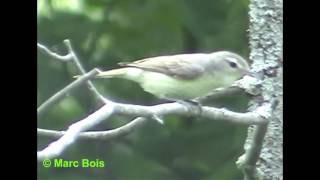 Viréo mélodieuxWarbling Vireo [upl. by Verdie167]