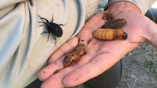 Evil Weevil Threatening Date Palm Trees [upl. by Nnyleak]