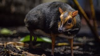 Rare Philippine Mouse Deer Born At Zoo Is The Size Of A Christmas Ornament [upl. by Sivat]