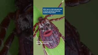 How to Safely Remove a Tick from Your Dog [upl. by Dennard]