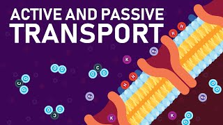 Plant Nutrition and Transport O level Biology [upl. by Ahsircal448]