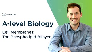 Cell Membranes The Phospholipid Bilayer  Alevel Biology  OCR AQA Edexcel [upl. by Gujral]