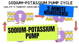 2Minute Neuroscience SodiumPotassium Pump [upl. by Eugaet760]