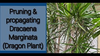 PRUNING amp PROPAGATING DRACAENA MARGINATA DRAGON PLANT [upl. by Eeldarb]