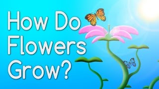 How Do Flowers Grow From Seeds [upl. by Srevart613]