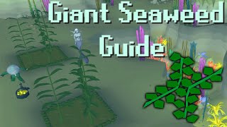 OSRS Guide to Farming Giant Seaweed For Profit or Pet [upl. by Troyes]