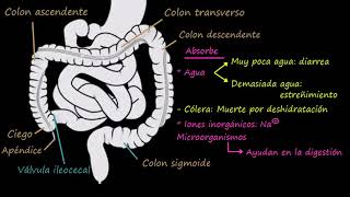 Tu Canal al día Nuevo Puente Cólon y Comunidades [upl. by Niuqram465]