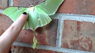 Petting The luna moth Actias luna [upl. by Aihtibat]