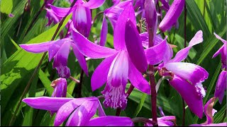 The hardy Chinese ground orchid Bletilla striata [upl. by Tarr932]